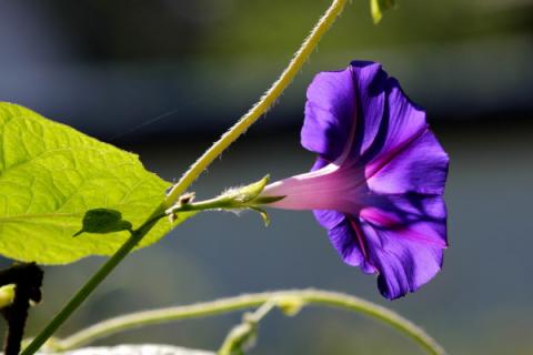 牵牛花怎么养家庭养法