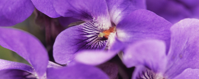紫罗兰花怎么压枝（紫罗兰如何剪花枝）