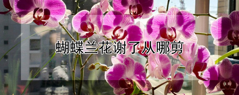 蝴蝶兰花谢了从哪剪（蝴蝶兰花谢后怎样剪枝）