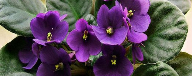 紫罗兰种子需要泡水吗 紫罗兰结种子吗