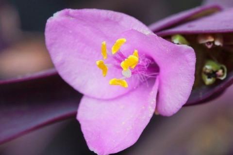 紫罗兰花为什么叶子发绿