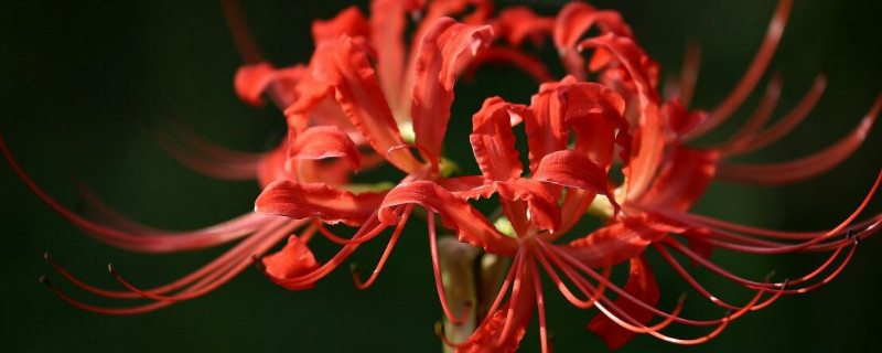 彼岸花什么时候换盆（彼岸花什么时候移栽）