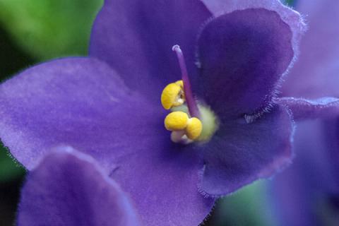 紫罗兰花怕冷吗
