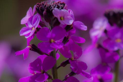 紫罗兰为啥不开花