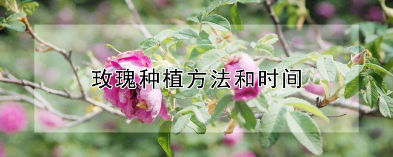 玫瑰种植方法和时间