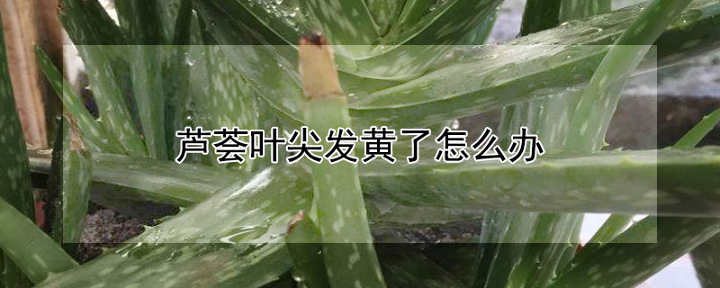 芦荟叶尖发黄了怎么办