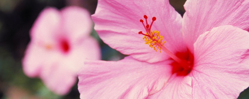 水培芙蓉花叶片所需温度