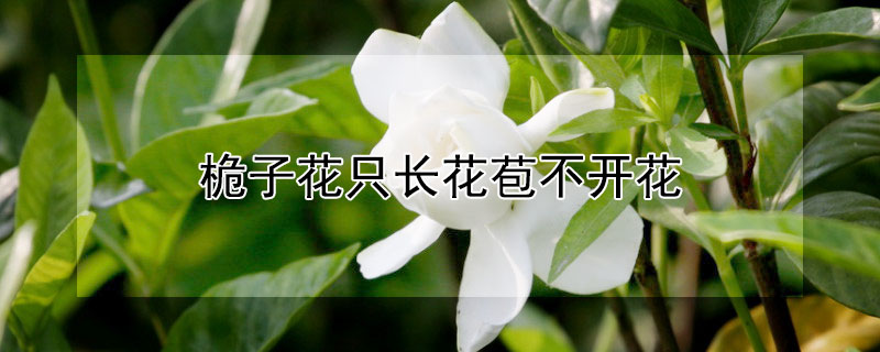 桅子花只长花苞不开花（桅子花不长花苞是什么原因）