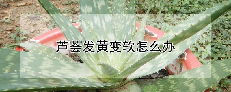 芦荟发黄变软怎么办