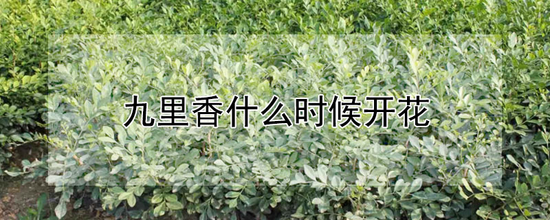 九里香什么时候开花