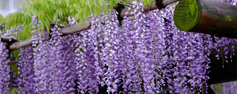 紫罗兰种植时间和方法（紫罗兰什么时候移栽最好）