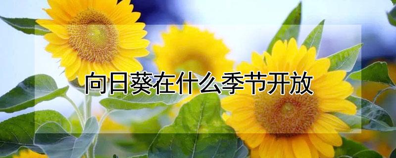 向日葵在什么季节开放 向日葵在什么季节开放的时间和温度