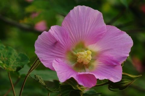 芙蓉花栽培与管理方法