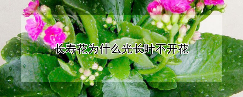 长寿花为什么光长叶不开花