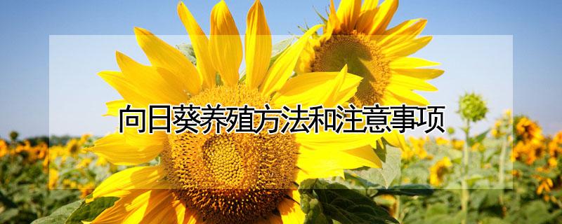 向日葵养殖方法和注意事项（向日葵的种植养护方法）