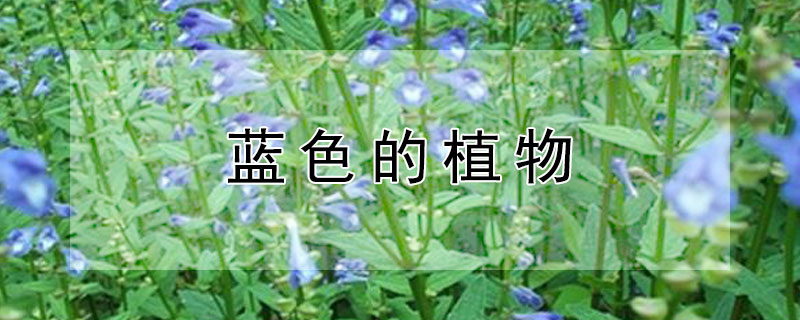 蓝色的植物
