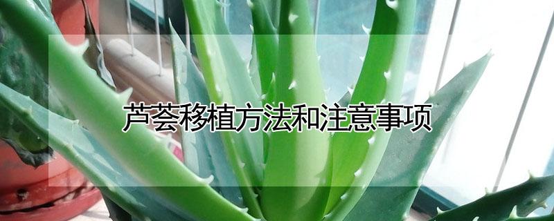 芦荟移植方法和注意事项