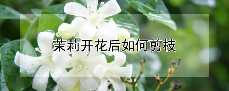 茉莉开花后如何剪枝（茉莉花开后怎样剪枝）