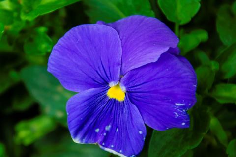紫罗兰是哪个季节的花