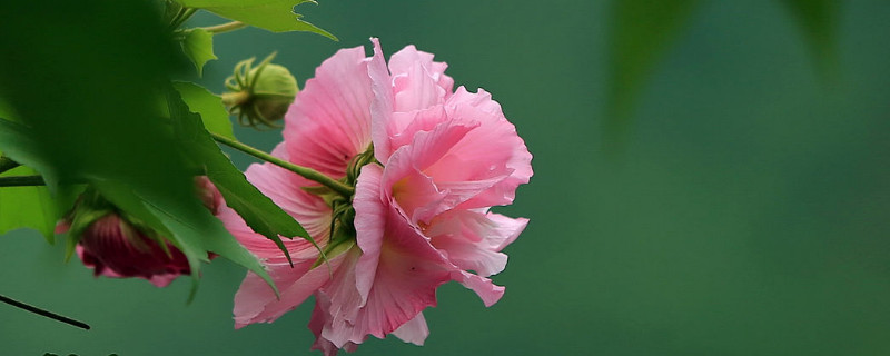 芙蓉花有种子能发芽吗