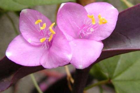 紫鸭跖草是紫罗兰吗