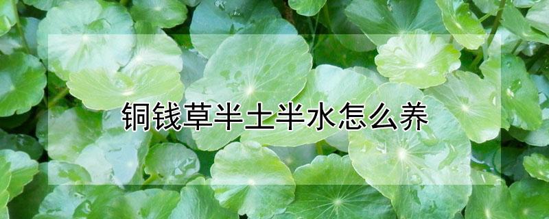 铜钱草半土半水怎么养 铜钱草半土半水怎么养在缸里