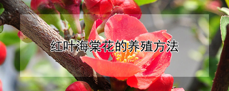 红叶海棠花的养殖方法