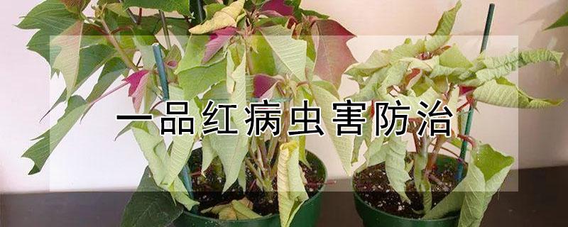 一品红病虫害防治（一品红常见病虫害及防治）