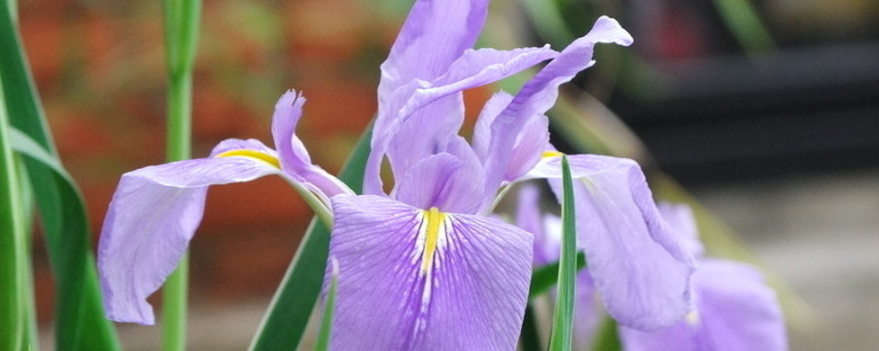 紫罗兰会开花吗长什么样 紫罗兰开花吗?