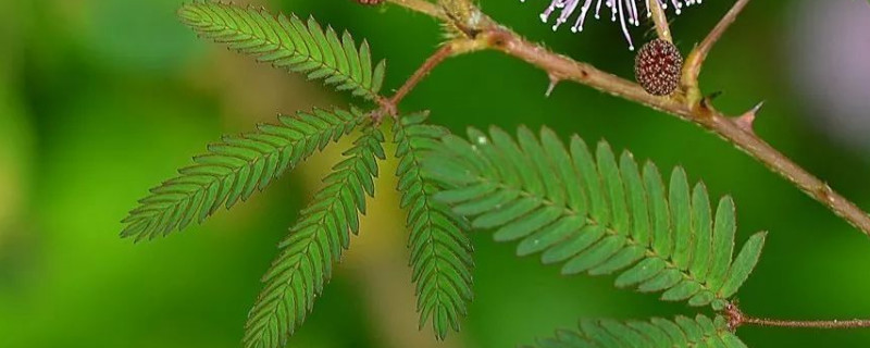 含羞草花籽怎么种 含羞草的花籽怎么种