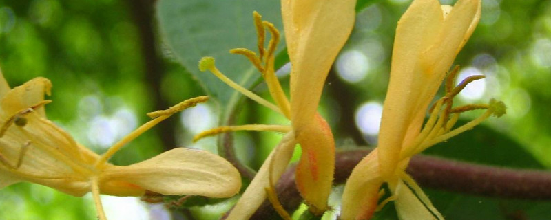 金银花种植方法及时间