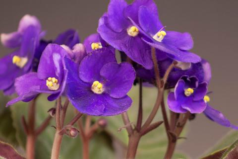 紫罗兰会开花吗长什么样