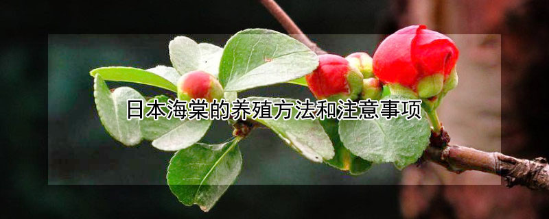 日本海棠的养殖方法和注意事项 日本海棠花的养殖方法和注意事项