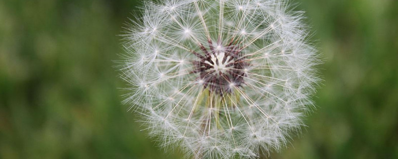 蒲公英能种植在花盆里吗 蒲公英可以栽种吗