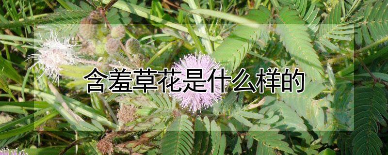 含羞草花是什么样的（含羞草的花长啥样）