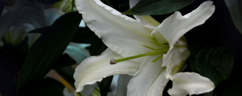 百合花长太高怎么办（百合花长的太高怎么办）