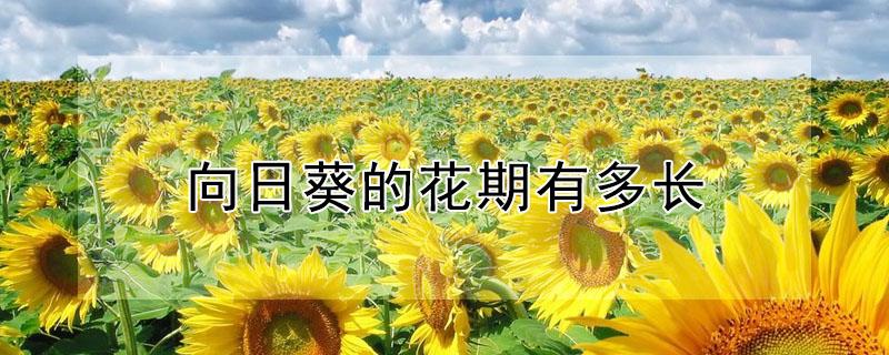 向日葵的花期有多长 向日葵的开花期是多久
