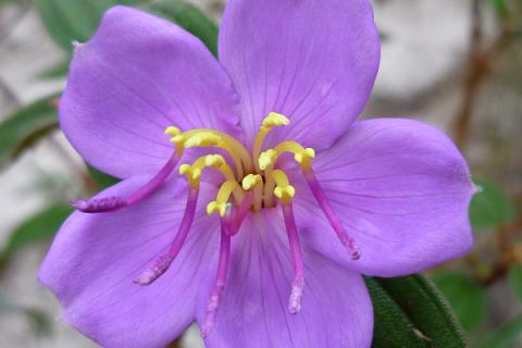 紫罗兰是兰花吗