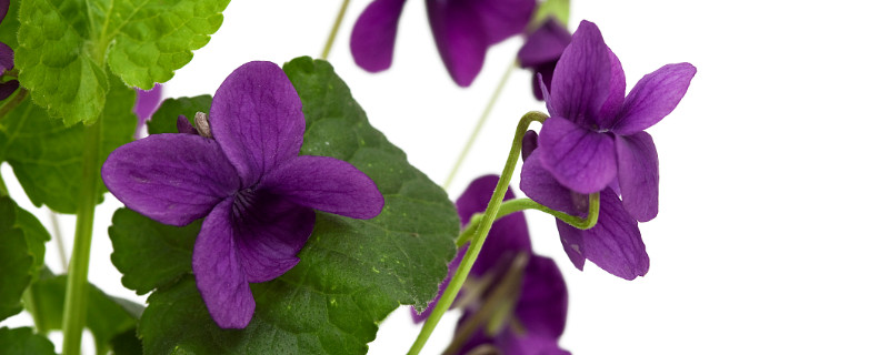 紫罗兰是兰花吗 紫罗兰是花吗?