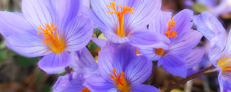 紫罗兰花能长多大（紫罗兰花能长多高）