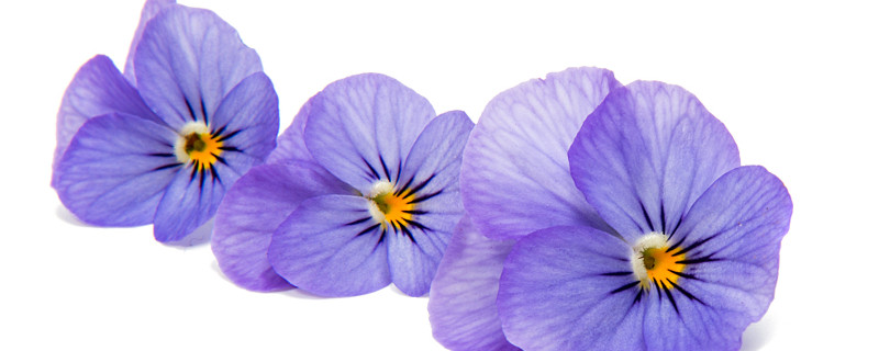 紫罗兰可以用叶片繁殖吗 紫罗兰可以用叶来繁殖吗