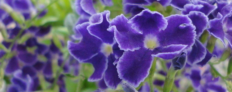 紫罗兰的花期是什么时候