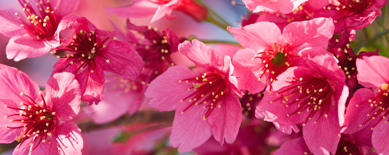 杜鹃花需要每天浇水么