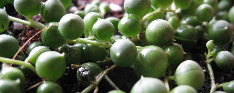 珍珠吊兰的养殖方法和注意事项 珍珠吊兰怎么养