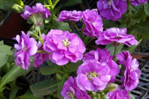 紫罗兰花为什么光长叶不开花呢