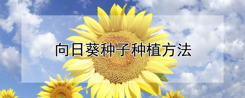 向日葵种子种植方法