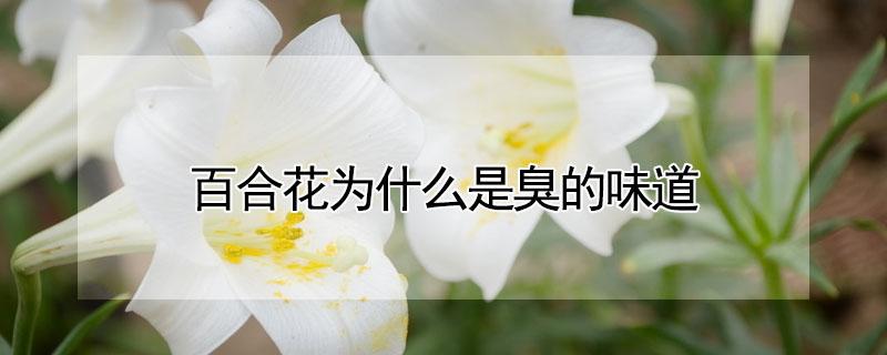 百合花为什么是臭的味道（百合花的香味为什么是臭的）