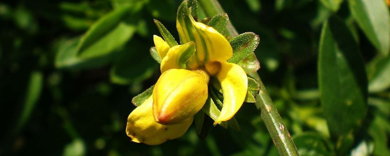 盆栽迎春花的养殖方法和注意事项（迎春花怎么养护和种植）
