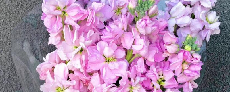 紫罗兰花束养护方法 紫罗兰图片花束