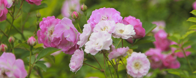 蔷薇花能不能种在庭院 蔷薇适合种在庭院什么地方
